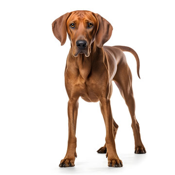Redbone Coonhound Dog Isolated on White Background - Generative AI