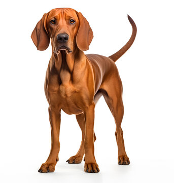 Redbone Coonhound Dog Isolated on White Background - Generative AI