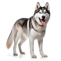 Siberian Husky Dog Isolated on White Background - Generative AI