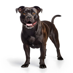 Obraz premium Staffordshire Bull Terrier Dog Isolated on White Background - Generative AI