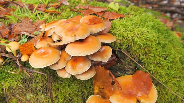 Many forest mushrooms that grow on the ground covered with moss. Autumn harvest of mushrooms in the forest