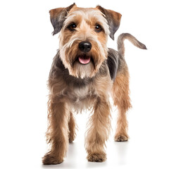Wirehaired Terrier Dog Isolated on White Background - Generative AI