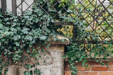Hedera helix, European or english ivy plant on the wall. Evergreen plant wall. A green ivy leaves...