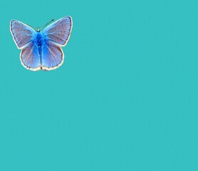 blue butterfly with empty pattern