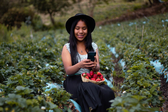 Una joven y bonita granjera con un tel&eacute;fono celular y recoge una cosecha de fresas maduras. Coseche fresas org&aacute;nicas frescas. Las manos del granjero recogiendo fresas se cierran. Arbustos de fresa
