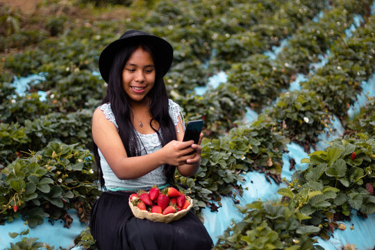 Una joven y bonita granjera con un teléfono celular y recoge una cosecha de fresas maduras. Coseche fresas orgánicas frescas. Las manos del granjero recogiendo fresas se cierran. Arbustos de fresa
