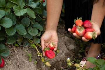 cosecha en el campo de fresas, cultivo de colinas en Perú, recolección de fresas en el jardín, agricultor de fresas,