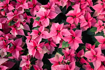 Mass of live pink poinsettia plants from above as a Christmas background
