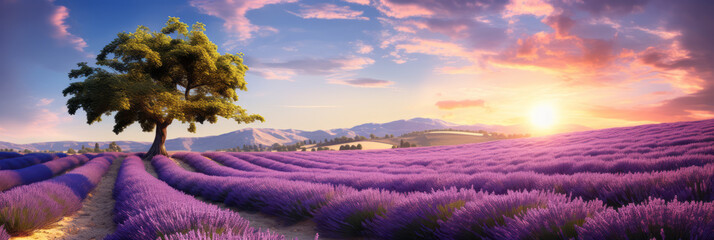 Morning sun.A farmland overlooking the horizon where beautiful lavender flowers bloom. Changes in...