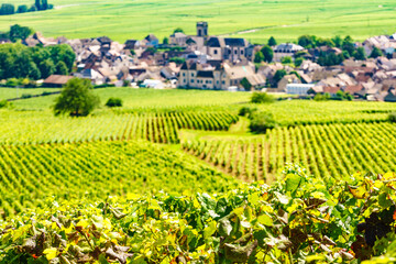 Vineyards and Pommard village, Burgundy in France.