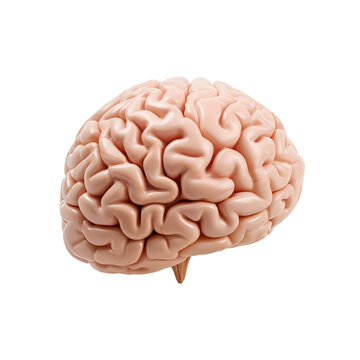 3d human brain isolated on transparent background PNG image