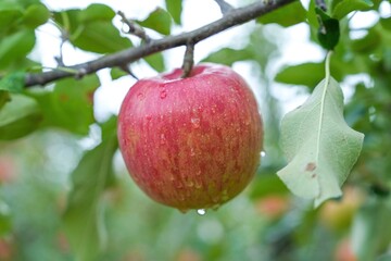 美味しそうに熟した水滴をまとったリンゴ