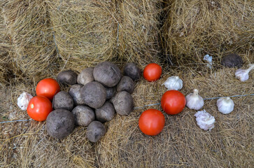 Fresh farm vegetables on the rustic dry straw background. Beets, tomatoes and garlic. Autumn harvest farmers