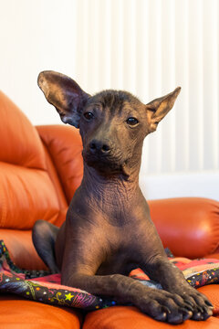 Xoloitzcuintli Pup sitting on a cushion on an Orange Couch while looking away