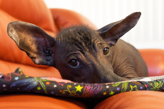 Xoloitzcuintli Resting on Cushion on orange couch while looking at camera