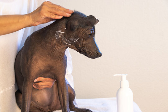 A calm Xoloitzcuintli dog sits while an anonymous person applying lotion to its sleek, hairless skin