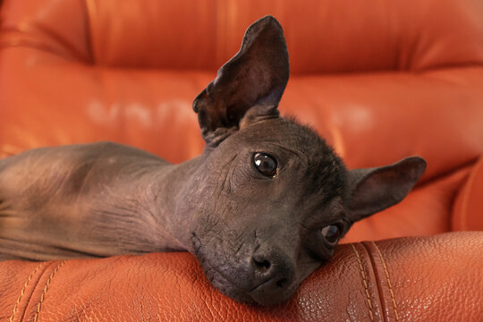 Closeup of Xoloitzcuintli Resting on Leather Couch while looking away