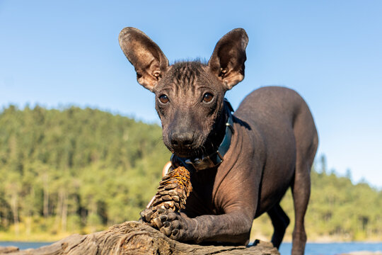Xoloitzcuintli Puppy playing with Pine Cone near lake against green forest while looking at camera