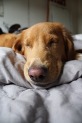 nova duck tolling retriever