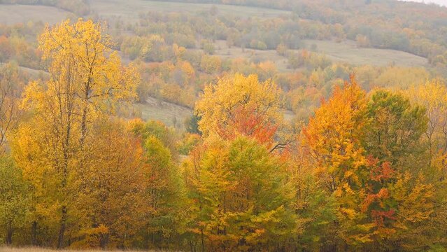Golden autumn trees