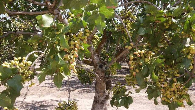 Row of pistachio trees in orchard