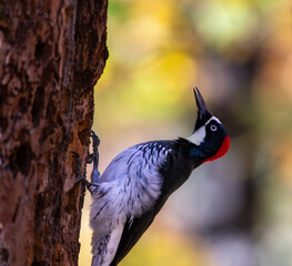 The red-headed Acorn Woodpecker on a Ponderosa pine in Southern Oregon