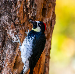 The red-headed Acorn Woodpecker on a Ponderosa pine in Southern Oregon