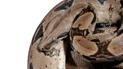 the python was coiling around