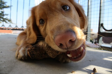 nova duck tolling retriever