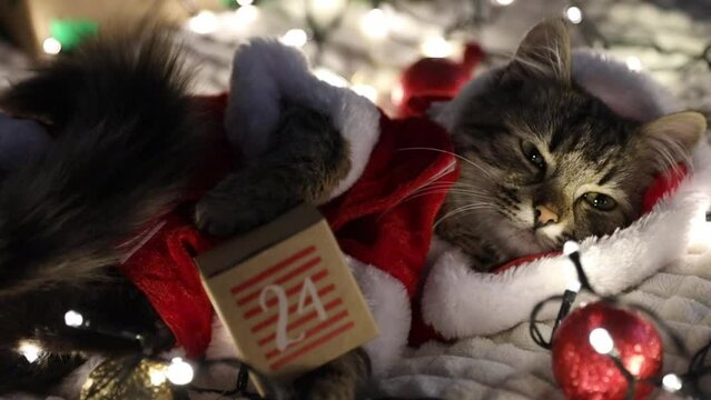 Cute kitten Santa Claus lying on the sofa with a 24 advent calendar in his paws.