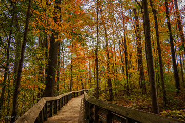 autumn in the forest