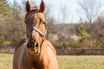 Close-up of a Thoroughbred mare with both ears up coming at the camera in a pasture in the autumn. 