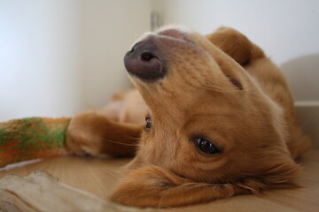 nova duck tolling retriever