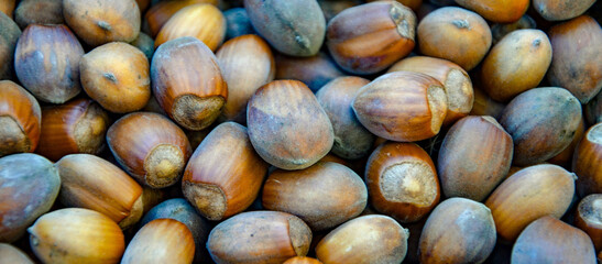 Hazelnut – edible fruit of various species of shrubs of the genus Hazel (Corylus). Hazelnuts have been consumed by people since ancient times.