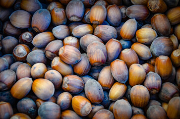 Hazelnut – edible fruit of various species of shrubs of the genus Hazel (Corylus). Hazelnuts have been consumed by people since ancient times.