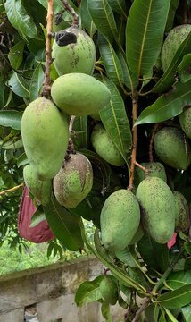 mango o melocotón de los trópicos familia anacardiácea genero magnifera clase magnoliopsida