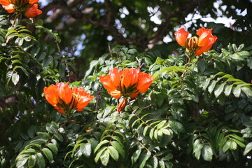 Spathodea campanulata, or the African tulip tree