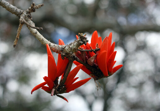 Erythrina x sykesii, or the coral tree