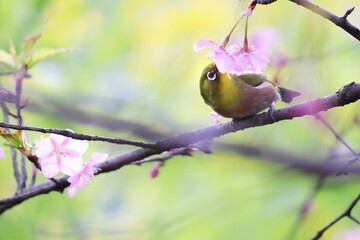 菜の花畑を背景に桜の蜜を吸うメジロ