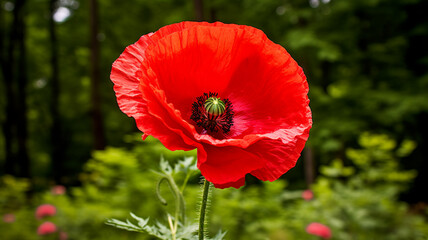 Poppy flower or papaver rhoeas poppy with the light, AI Generative.