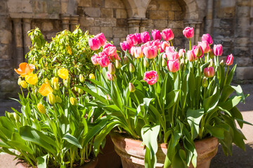 Tulips in terracotta pots, York museum gardens, UK