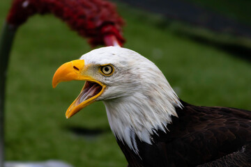american bald eagle