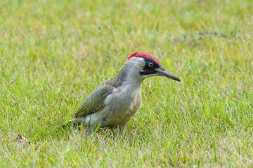 European green woodpecker on lawn in UK garden