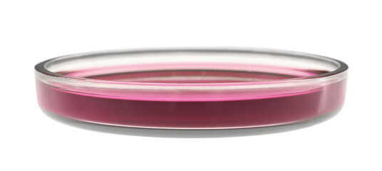 Petri dish with purple liquid isolated on white