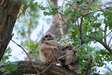 Owls in nature 