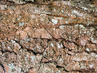 Tree bark texture, Tree trunk, Rough bark, Wood plank texture for texture background wood work