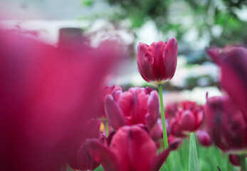 Close up Red tulip in the garden