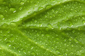 Macro photo of green leaf with water drops