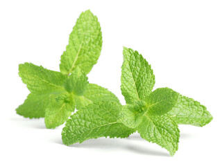 Fresh mint plant with green leaves isolated on white