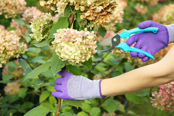 Woman pruning hydrangea flowers with secateurs in garden, closeup